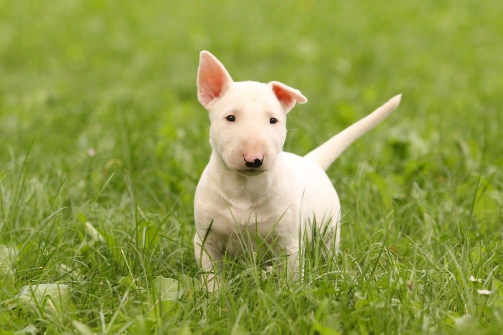 Cucciolo di bll terrier bianco