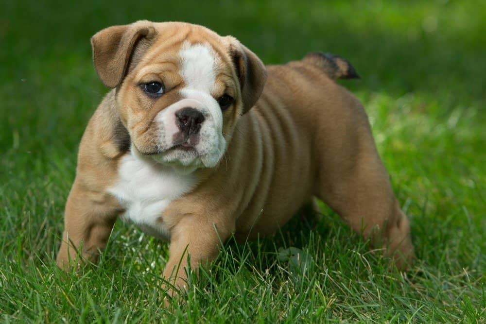 Simpatici cuccioli di Bulldog inglese marroni, neri e bianchi