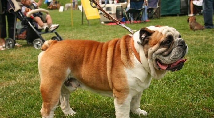 Bulldog
