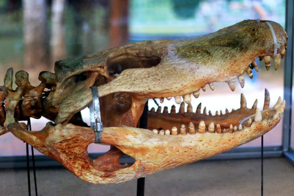 Cranio di Purussaurus