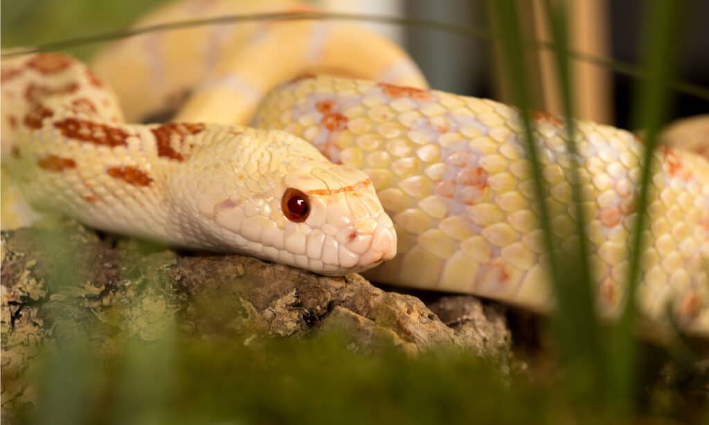 Bellissimo esemplare di toro albino nascosto nell'erba.  I serpenti albini hanno colorazioni più chiare rispetto ai normali serpenti toro.