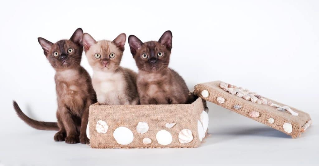 Tre gattini birmani che giocano in una scatola.