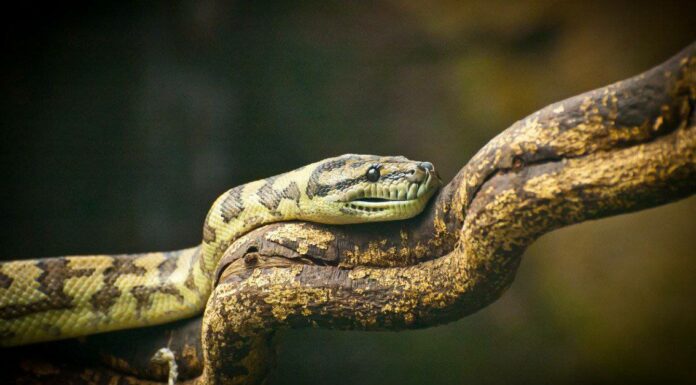 Serpente capo dei boschi
