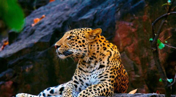 Anche le potenti aquile non sono al sicuro quando i leopardi possono arrampicarsi così bene
