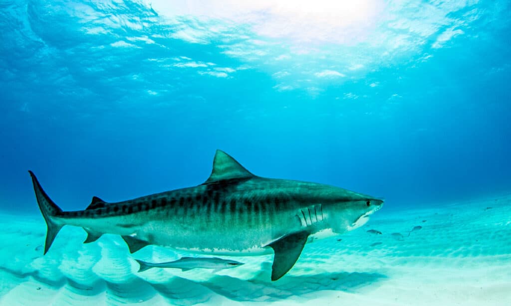 Quale stato ha il maggior numero di attacchi di squali?