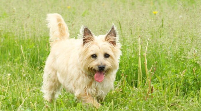 Cairn terrier
