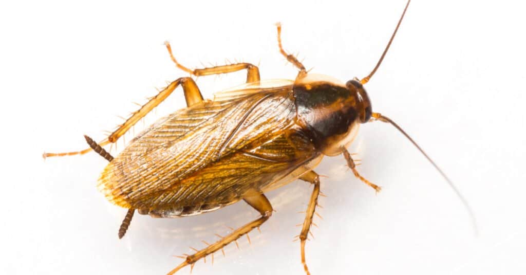 Close up di uno scarafaggio tedesco.