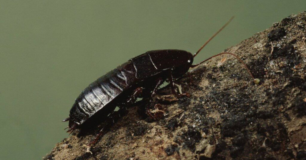 Uno scarafaggio orientale, noto anche come insetto acquatico o scarabeo nero.