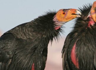 Condor della California
