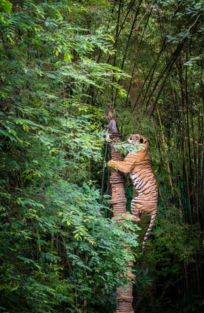 la tigre ha scalato il tronco della carne nello zoo