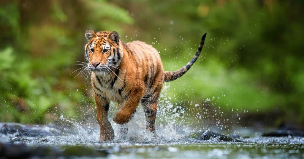 Giovane tigre siberiana che corre attraverso un ruscello forestale.