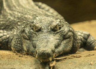 Scopri tutti i 18 tipi di coccodrilli trovati in tutto il mondo
