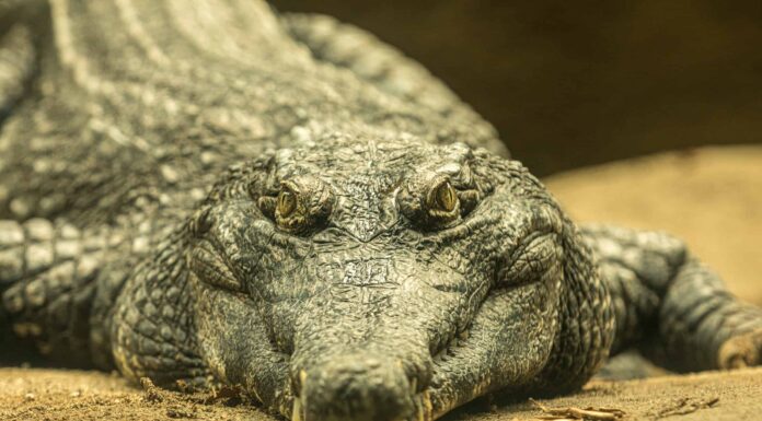 Scopri tutti i 18 tipi di coccodrilli trovati in tutto il mondo
