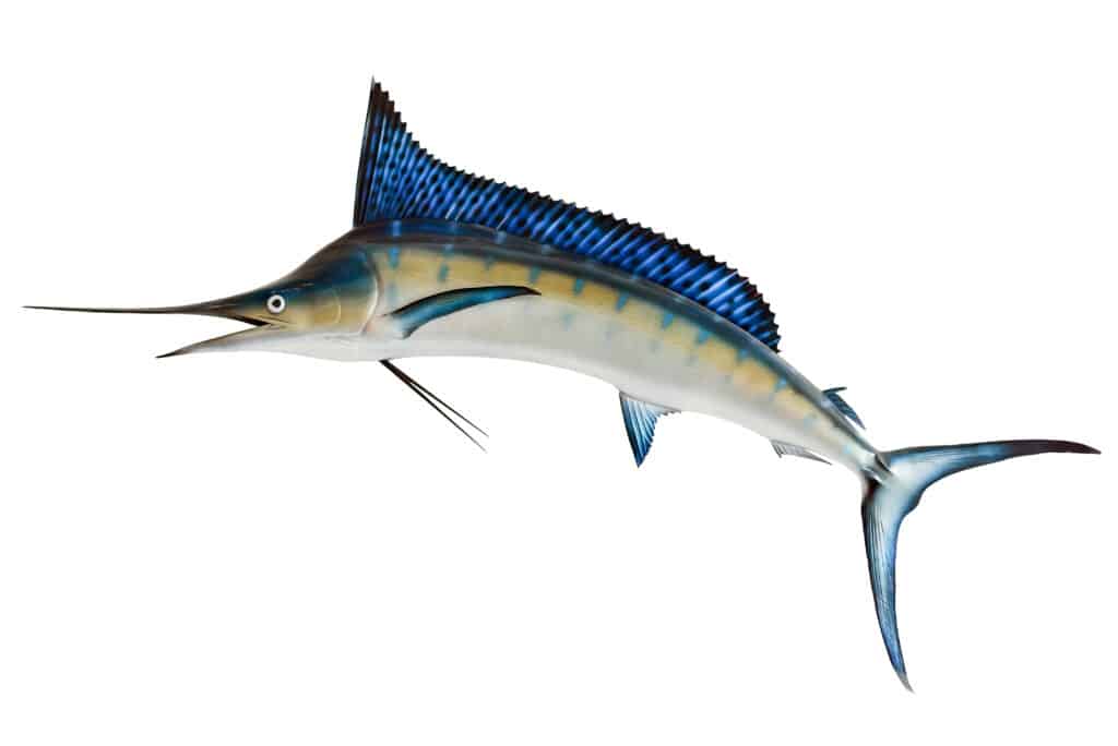 Marlin blu montato