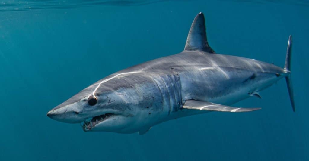 Animale marino più veloce: squalo mako
