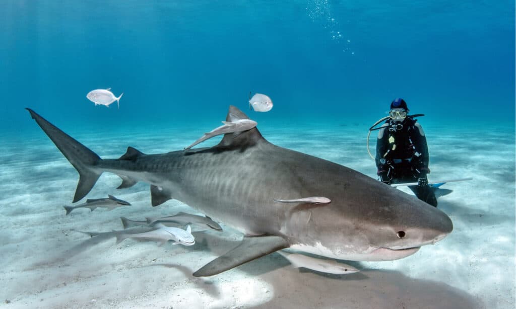 Lady Diver con squalo tigre