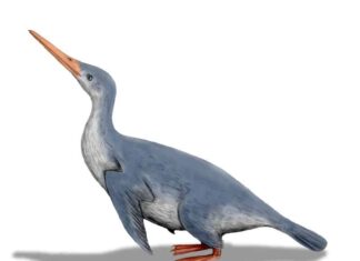 Extinct water bird, Waimanu