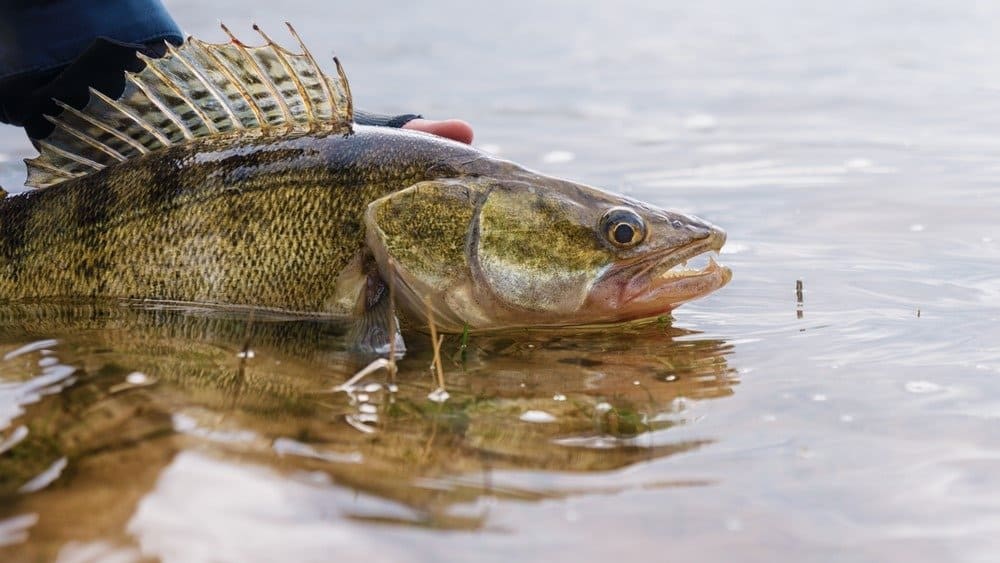 Walleye è il pesce ufficiale di Manitoba.