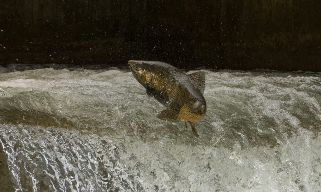 Salmone Chinook che salta alla scaletta di pesce sul Bowmanville Creek, Ontario.  In preparazione per la stagione della deposizione delle uova, il Chinook cambia improvvisamente colore in un corpo marrone oliva, rosso o viola.