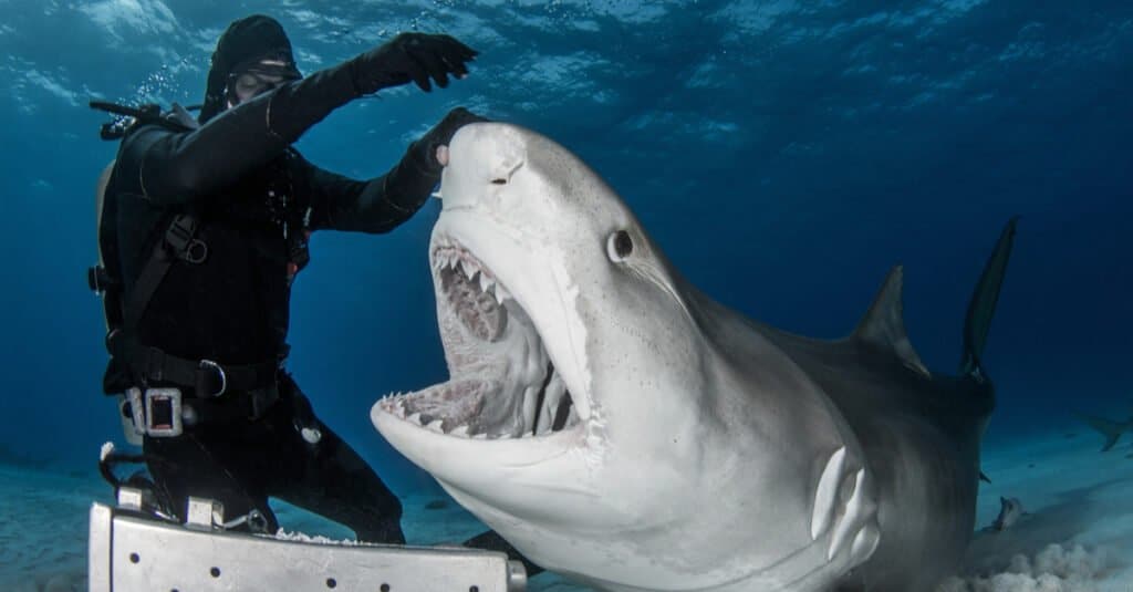 Cosa mangiano gli squali tigre: dar da mangiare a uno squalo tigre