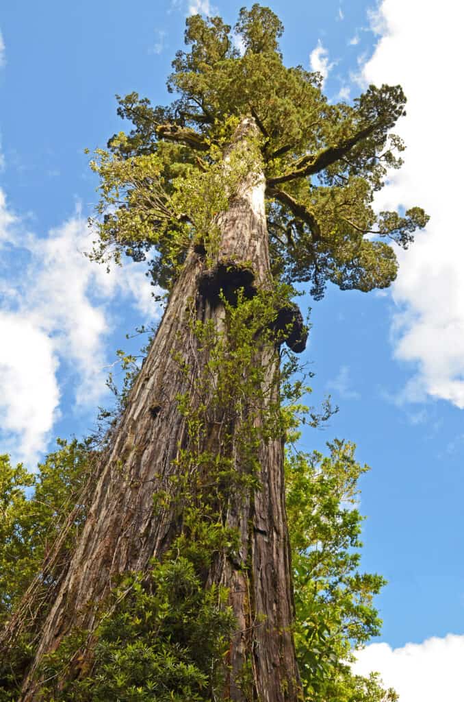 L'albero del Gran Abuelo potrebbe superare Matusalemme come l'albero più antico del mondo