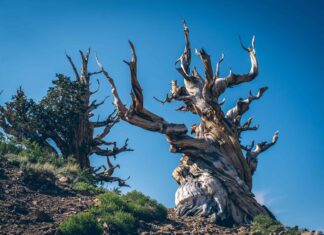 Scopri l'albero più antico del mondo
