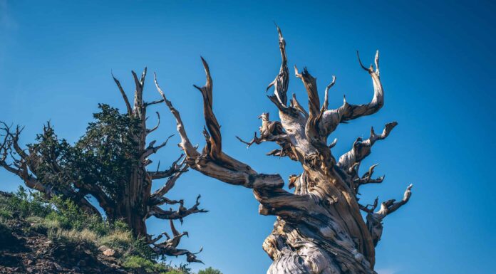 Scopri l'albero più antico del mondo
