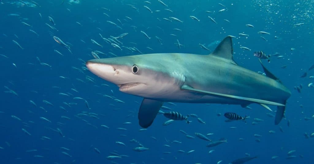 Uno squalo blu (Prionace glauca) nell'Oceano Atlantico vicino a Pico (Isole Azzorre).