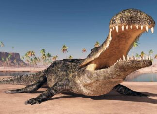 Incontra il coccodrillo antico due volte più grande di un'auto e con 100 denti a rasoio
