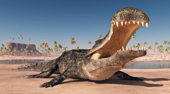 Incontra il coccodrillo antico due volte più grande di un'auto e con 100 denti a rasoio
