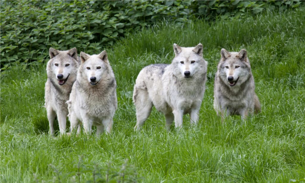 Un branco di quattro lupi grigi europei che giocano nell'erba.