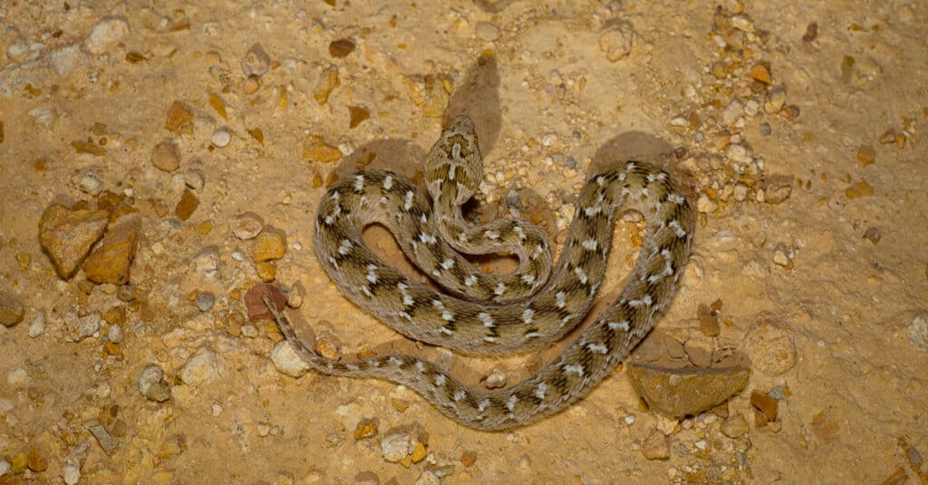 La vipera del tappeto di Sochurek, nel Parco Nazionale del Deserto.  Non sono serpenti di grandi dimensioni e anche le specie più grandi, come la vipera del tappeto dal ventre bianco, non crescono più di 3 piedi di lunghezza.