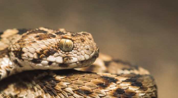 Palestine Carpet Viper (Echis coloratus) from Oman. The scales on the snake’s side are angled at 45 degrees and are serrated.