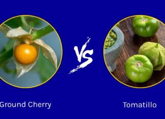 Ciliegia macinata vs. Tomatillo: quali sono le differenze?
