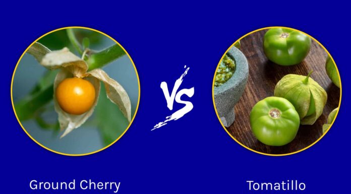 Ciliegia macinata vs. Tomatillo: quali sono le differenze?
