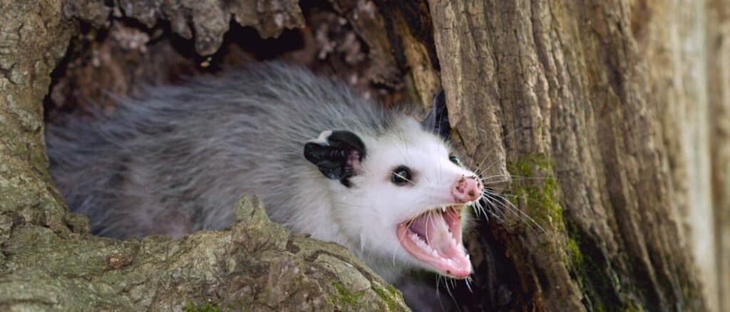 Gli opossum fanno il finto morto