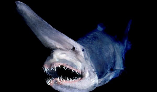 Gli squali goblin hanno un aspetto insolito e hanno mascelle che possono estendersi fino alla fine del muso