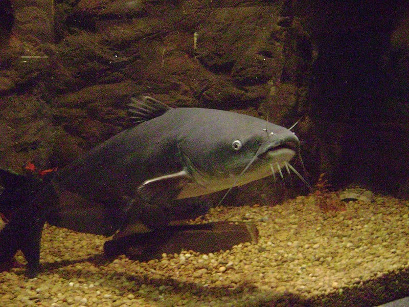 Il pesce gatto blu è uno degli animali più veloci della Virginia.