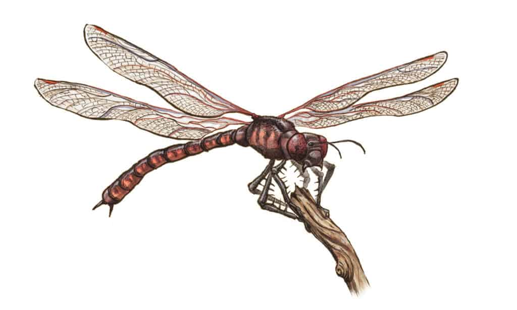 La libellula preistorica Meganeura monyi si siede sul ramo