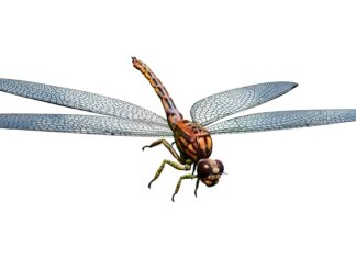 Scopri la libellula delle dimensioni di un falco che mangiava le lucertole
