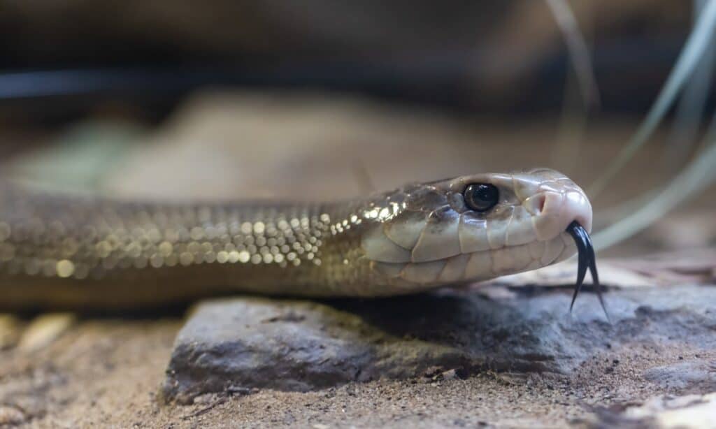 Taipan costiero australiano altamente velenoso.  Questo serpente è simile al Central Ranges Taipan, i cui denti sono lunghi, con una testa rettangolare e occhi rotondi e grandi.