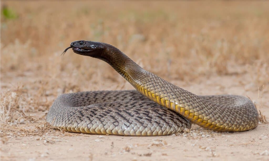 Inland Taipan Snake, un serpente simile al Central Ranges Taipan.  Il Taipan delle gamme centrali ha un corpo marrone leggero con una testa pallida che ricorda il taipan costiero.