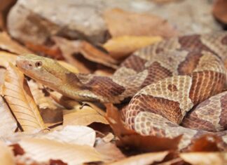 Scopri gli animali più letali dell'Illinois
