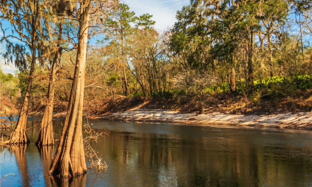 I fiumi più lunghi della Florida: il fiume Alapaha