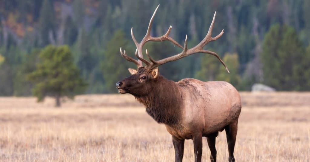 Bull Elk nella carreggiata autunnale