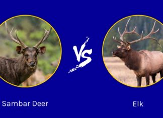 Sambar Deer vs Elk: quali sono le differenze?
