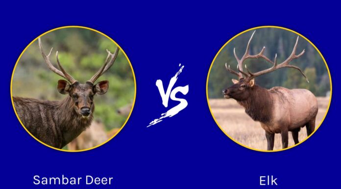 Sambar Deer vs Elk: quali sono le differenze?
