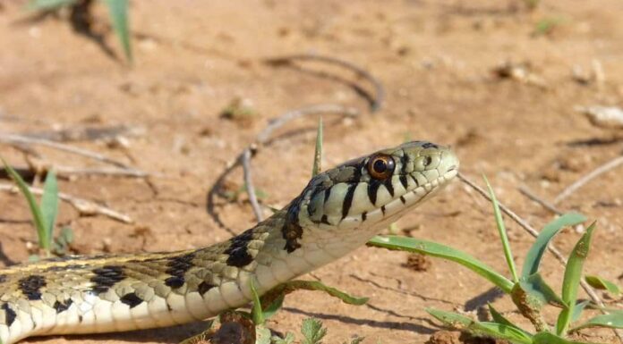 Serpente giarrettiera a scacchi
