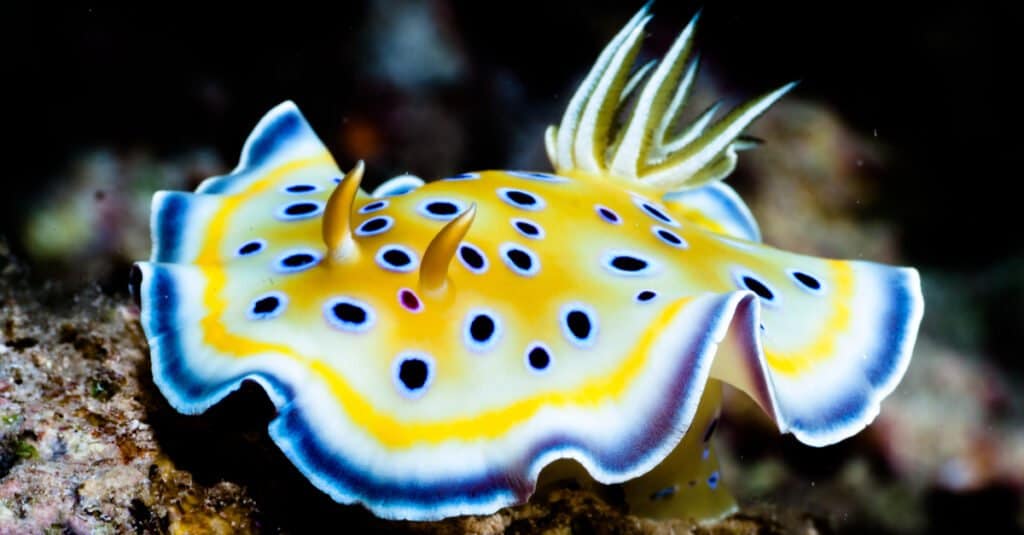 L'animale più bello: i nudibranchi