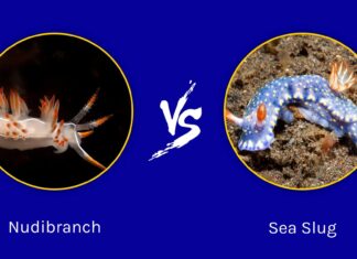 Nudibranch vs Sea Slug: quali sono le loro differenze?
